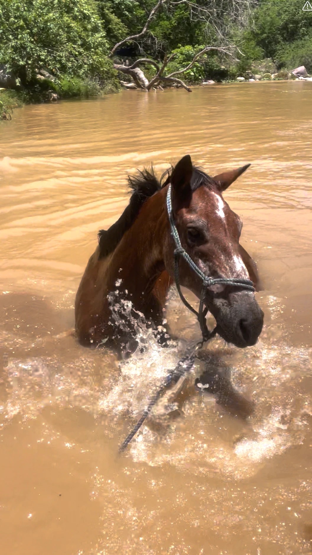 Un caballo alazán cruzando el río con el agua al pecho