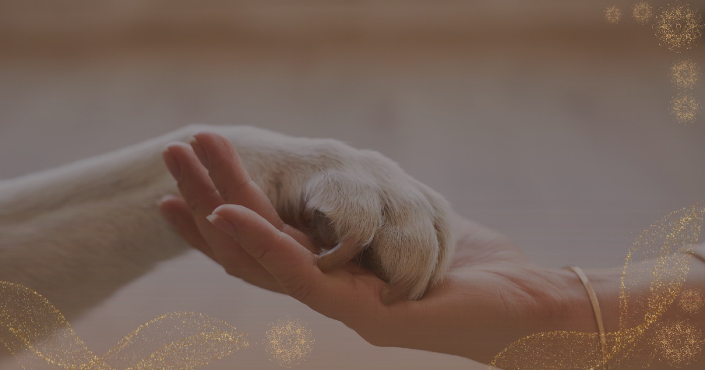 La pata de un perro apoyada sobre una mano humana abierta, en una sesión de Reiki animal