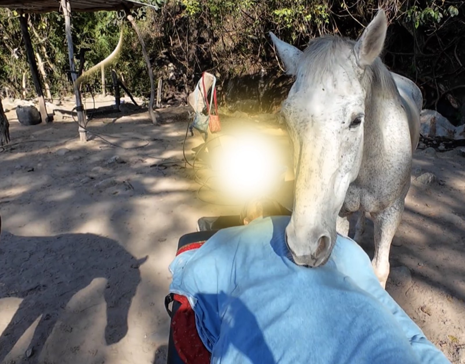 Un caballo blanco se acerca a una persona recostada en la camilla, a contraluz