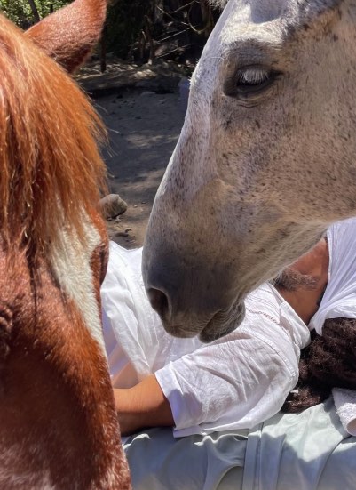 Un caballo blanco baja la cabeza sobre una persona recostada, con otro caballo al lado