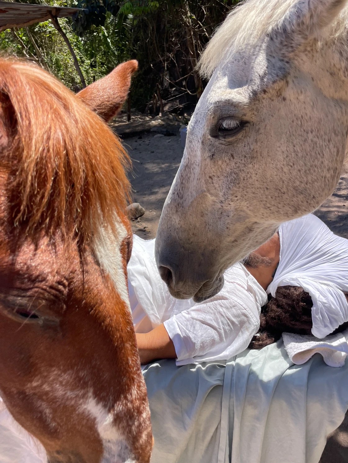 Un caballo tordo y uno alazán se inclinan sobre una persona recostada