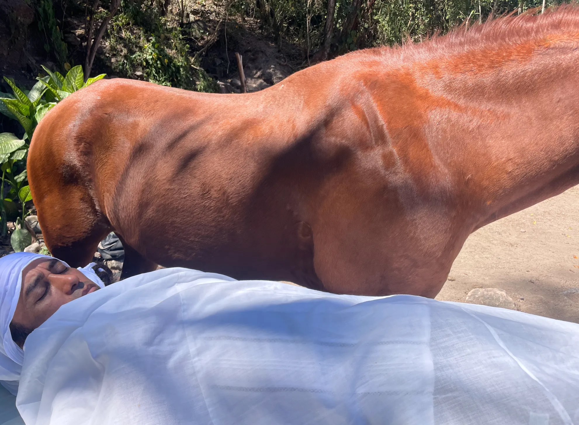 Un caballo alazán de pie junto a una persona recostada, cubierta de blanco
