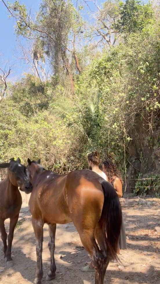 Dos caballos y dos personas se encuentran en el camino del bosque