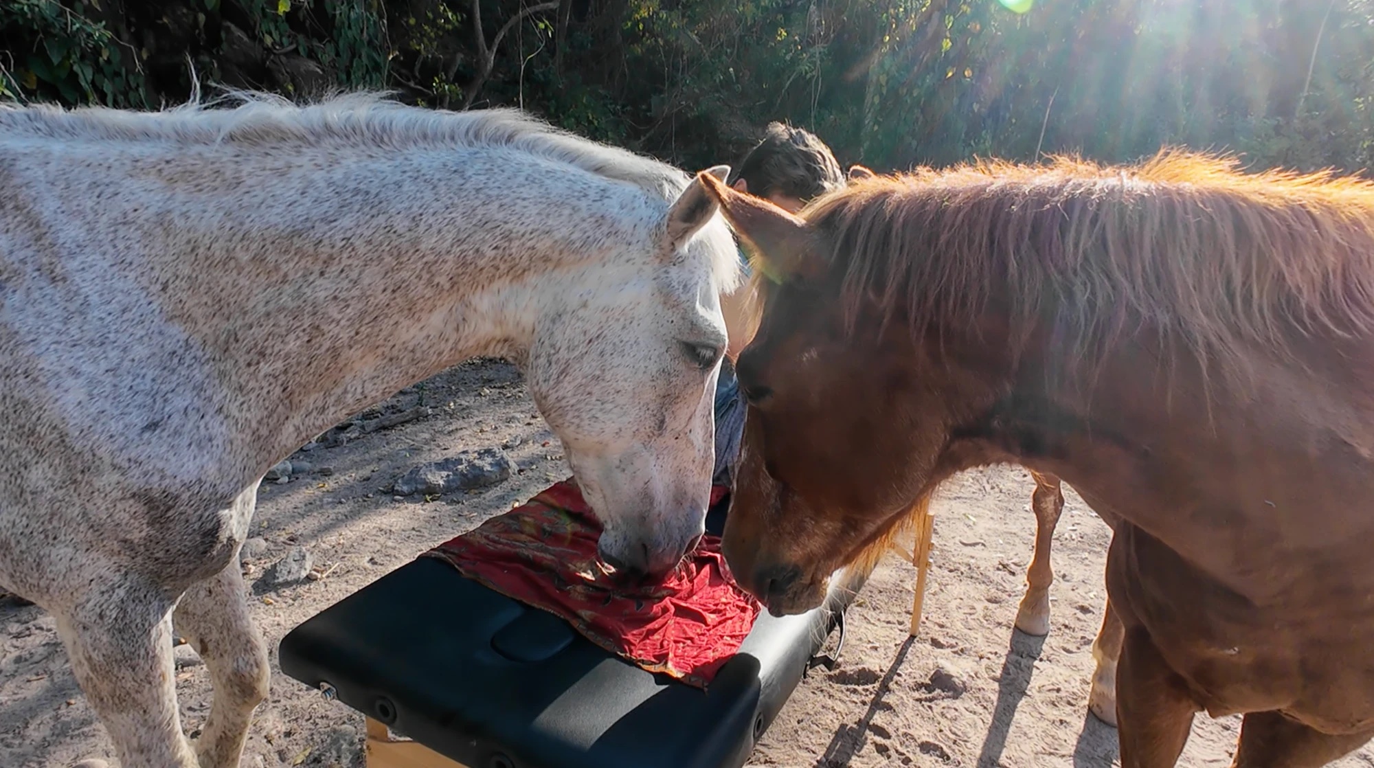 Dos caballos juntan sus cabezas sobre la camilla, al sol de la tarde