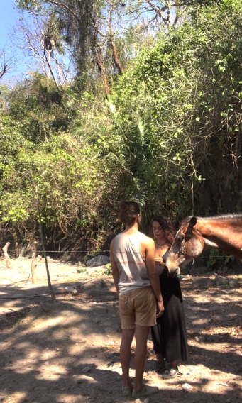 Una pareja se acerca a un caballo suelto entre los árboles de Puerto Vallarta
