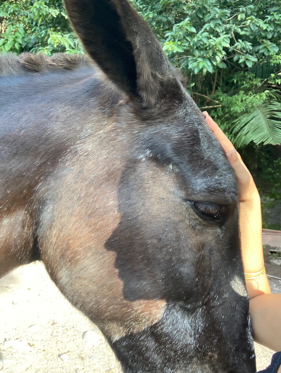 Una mano apoyada en la frente de un caballo oscuro, junto a su ojo