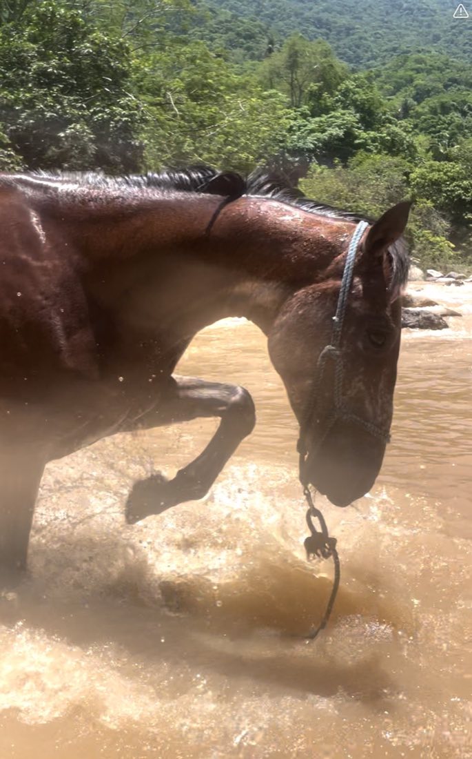 Detalle del belfo de un caballo bebiendo en el río