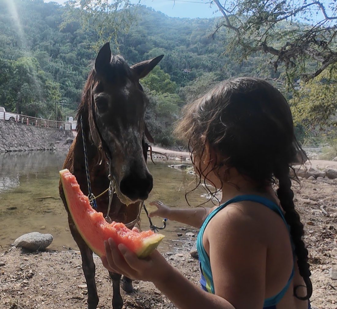 Encuentro cercano con un caballo oscuro en el río