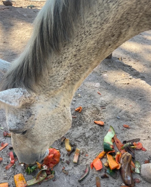 Un caballo tordo comiendo cáscaras de fruta y verdura en el suelo