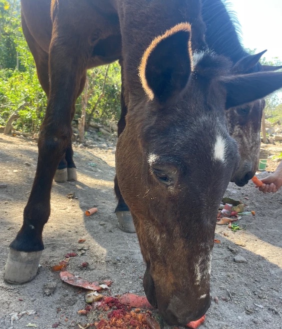 Dos caballos alimentándose de restos orgánicos junto a una mano que les ofrece zanahoria