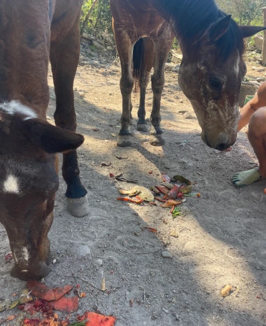 Los caballos y los desechos orgánicos que vuelven a la tierra