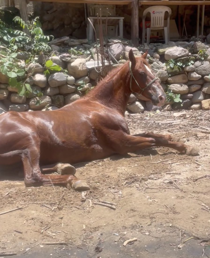 Un caballo echado en el agua, acompañado en calma