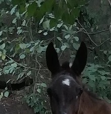 Bombón, caballo oscuro con lucero blanco, entre la vegetación