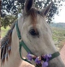 Estrella, yegua tordilla con flores moradas en la cabezada