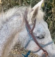 Héctor, caballo tordo de perfil, con cabezada