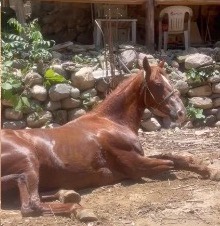 Payaso, caballo alazán echado en el terreno