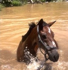 Príncipe, caballo castaño cruzando el río