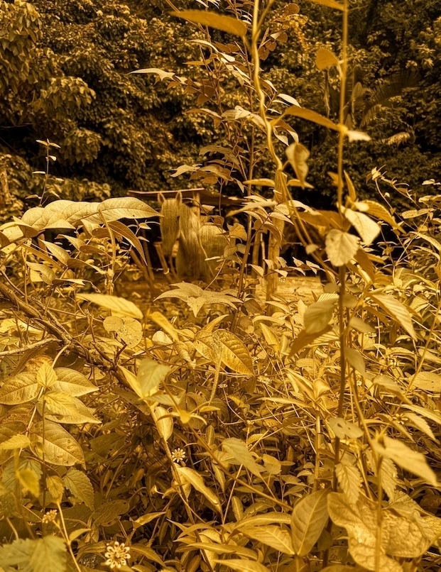 La vegetación de la sierra de Puerto Vallarta bañada por la luz dorada