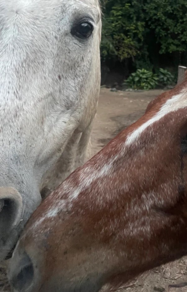 Las cabezas de un caballo tordo y uno alazán, muy juntas