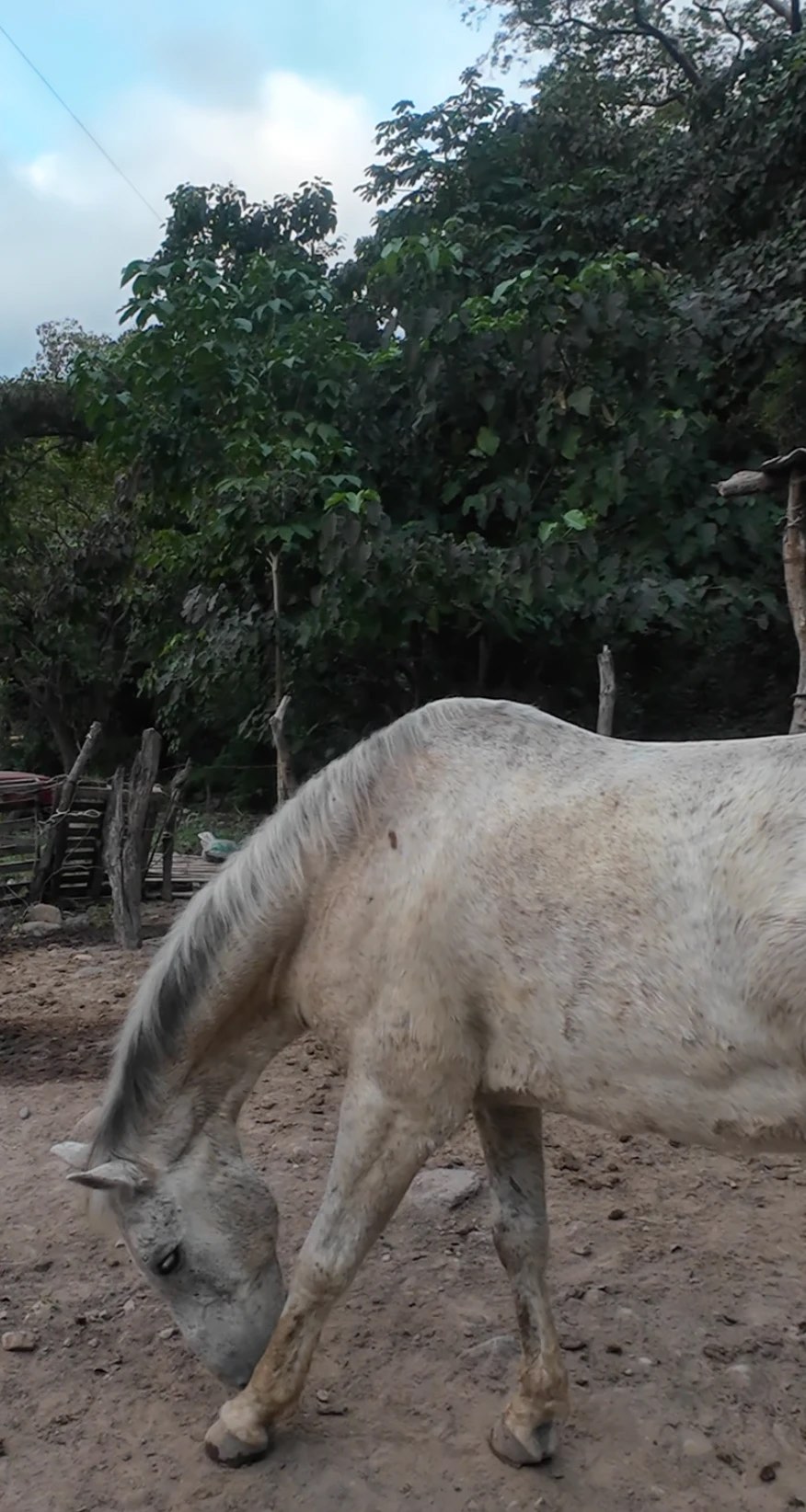 Un caballo tordo pastando suelto en el terreno, al caer la tarde