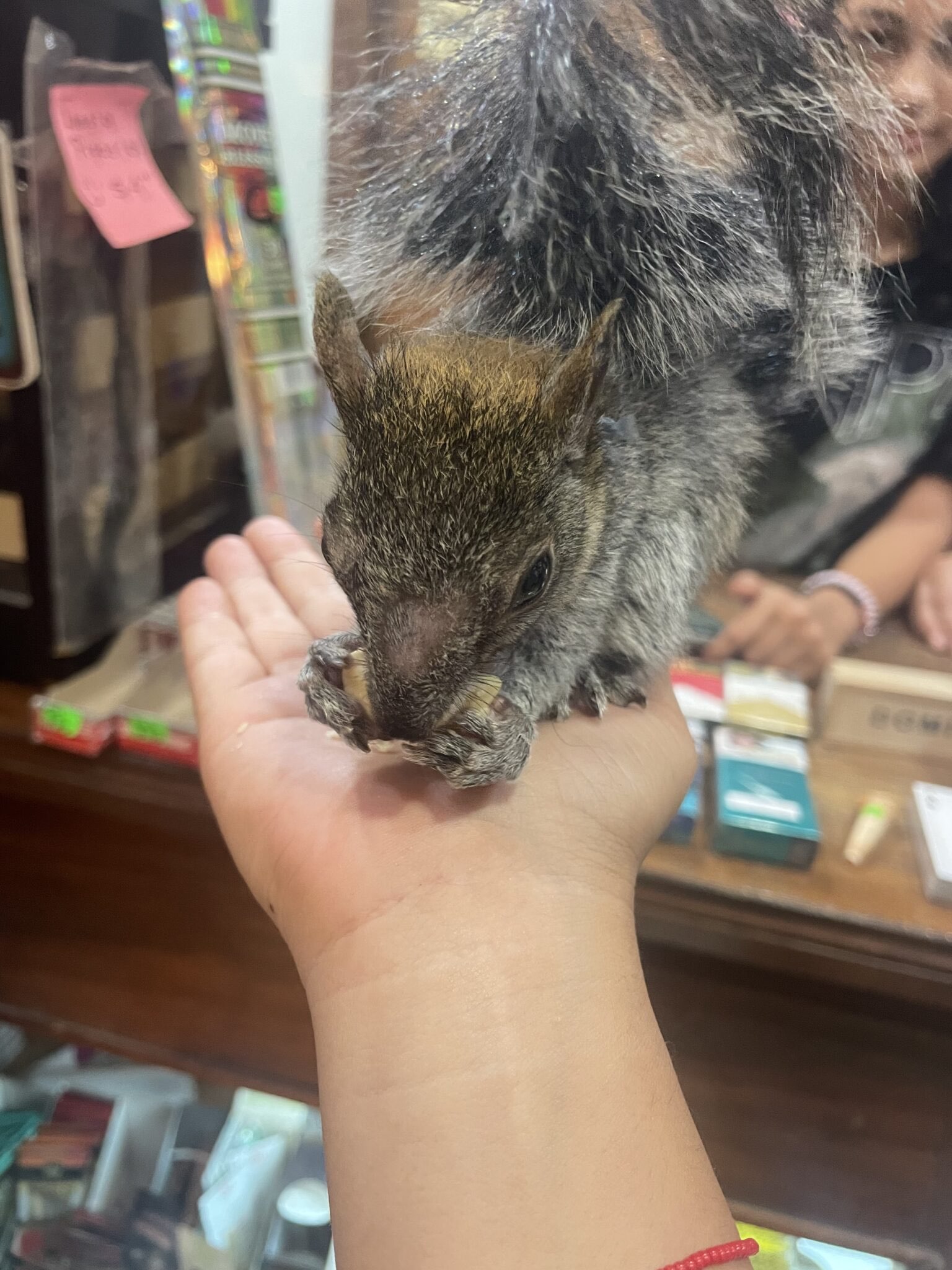 Una ardilla pequeña come de la mano abierta de una niña