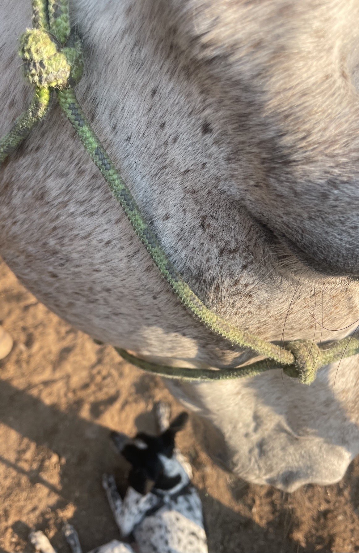 El belfo de un caballo tordo con cabezada de cuerda, y un perro echado en la tierra a sus pies
