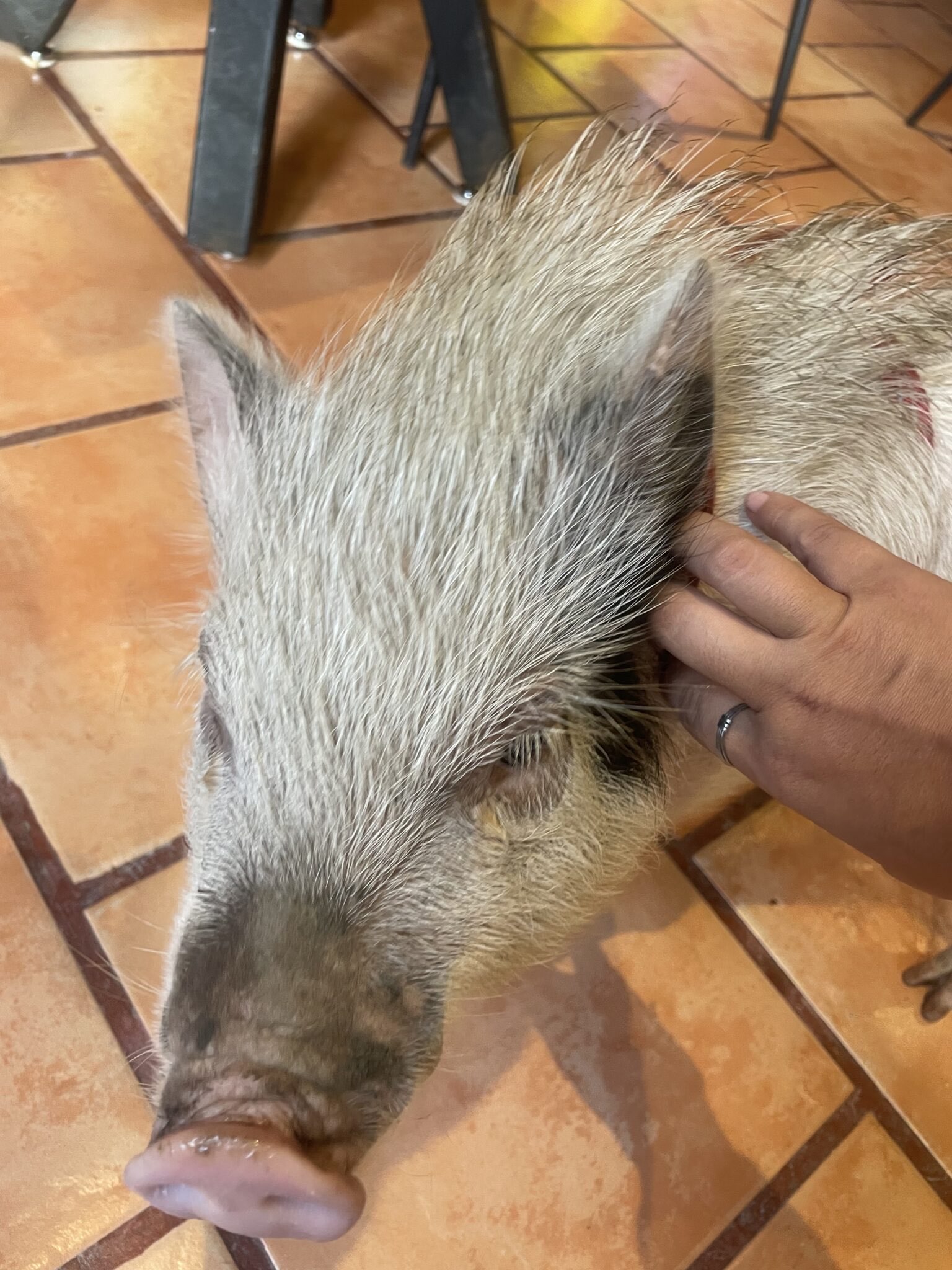 Una mano acaricia la cabeza de un cerdo durante una sesión de Reiki animal