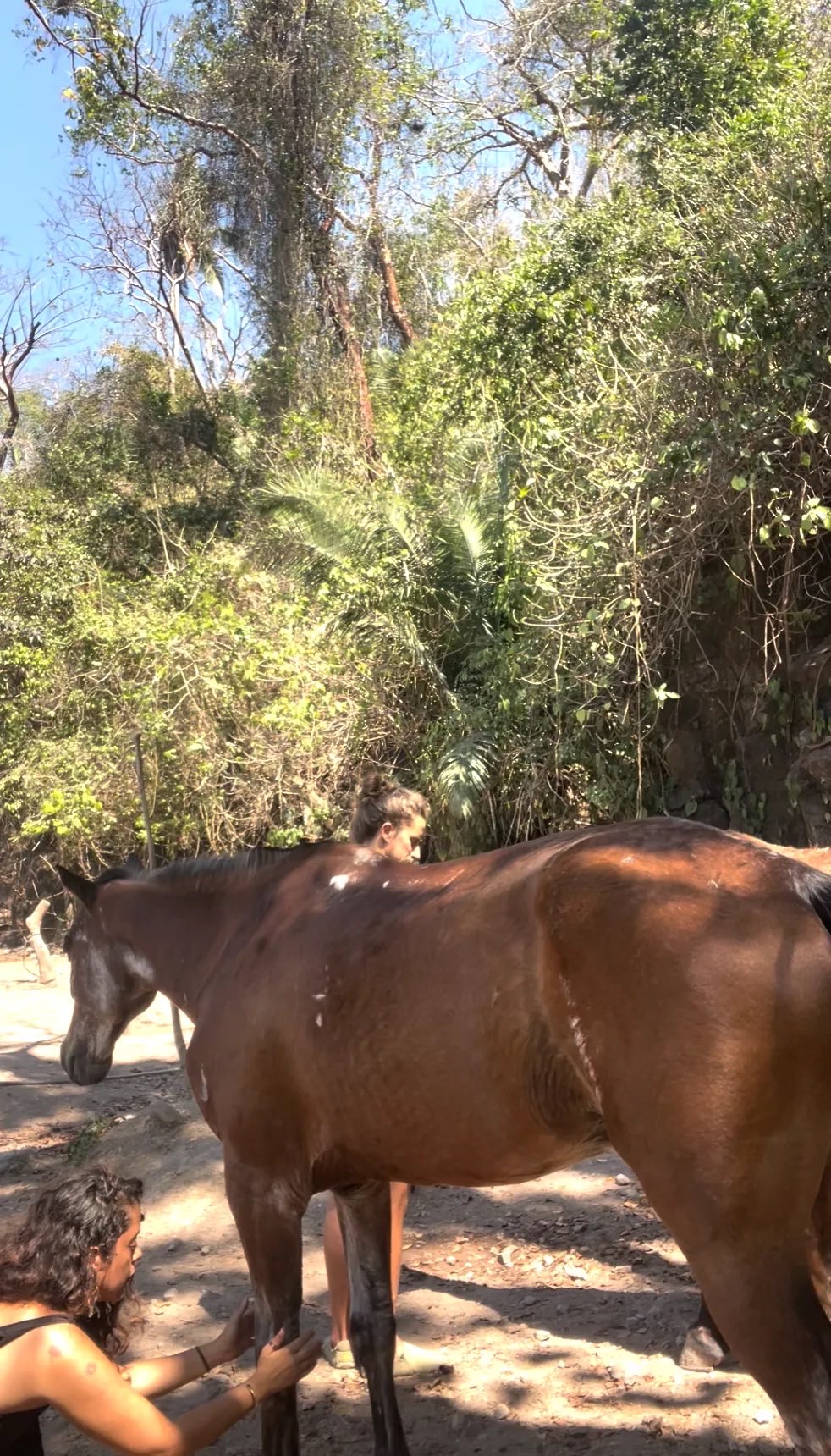 Dos mujeres apoyan las manos sobre las patas de un caballo castaño durante una sesión