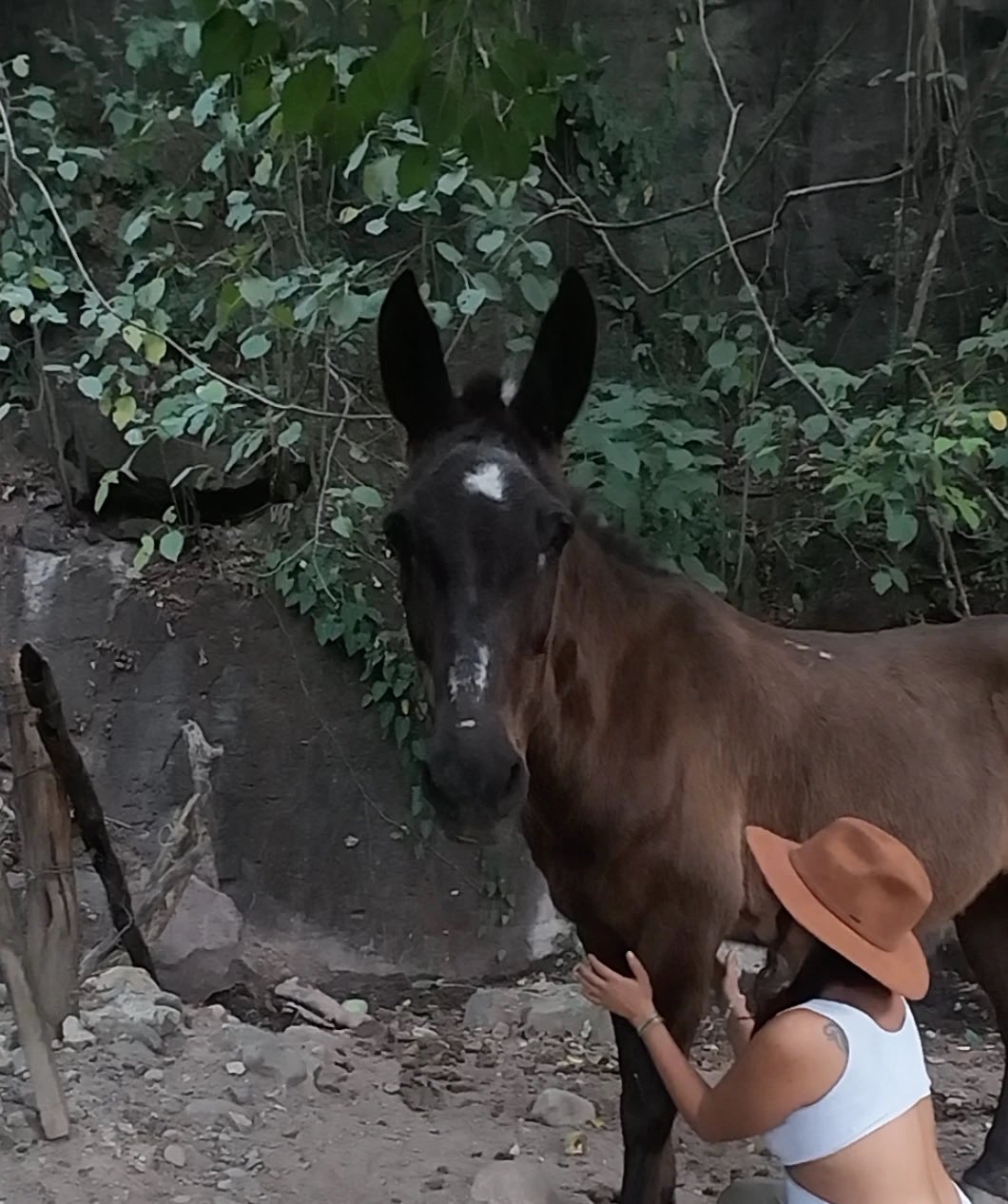 Un potro de orejas largas mira de frente mientras recibe la sesión