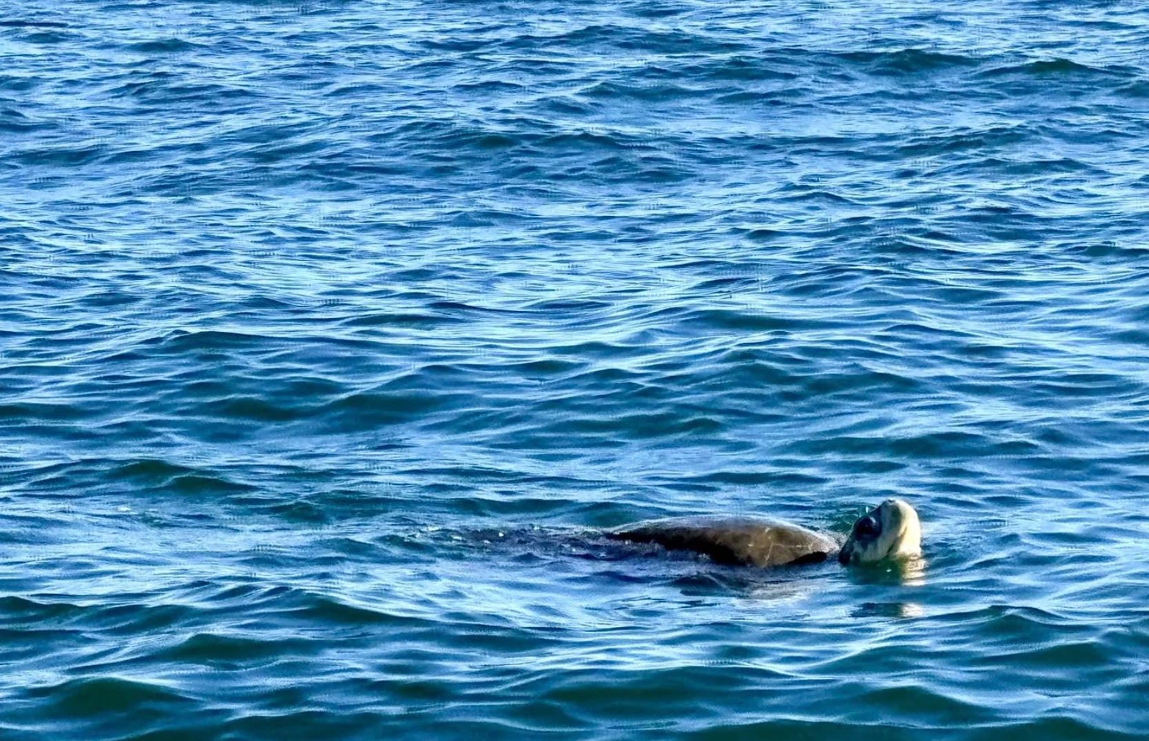 Una tortuga marina asoma la cabeza en el mar abierto frente a Puerto Vallarta