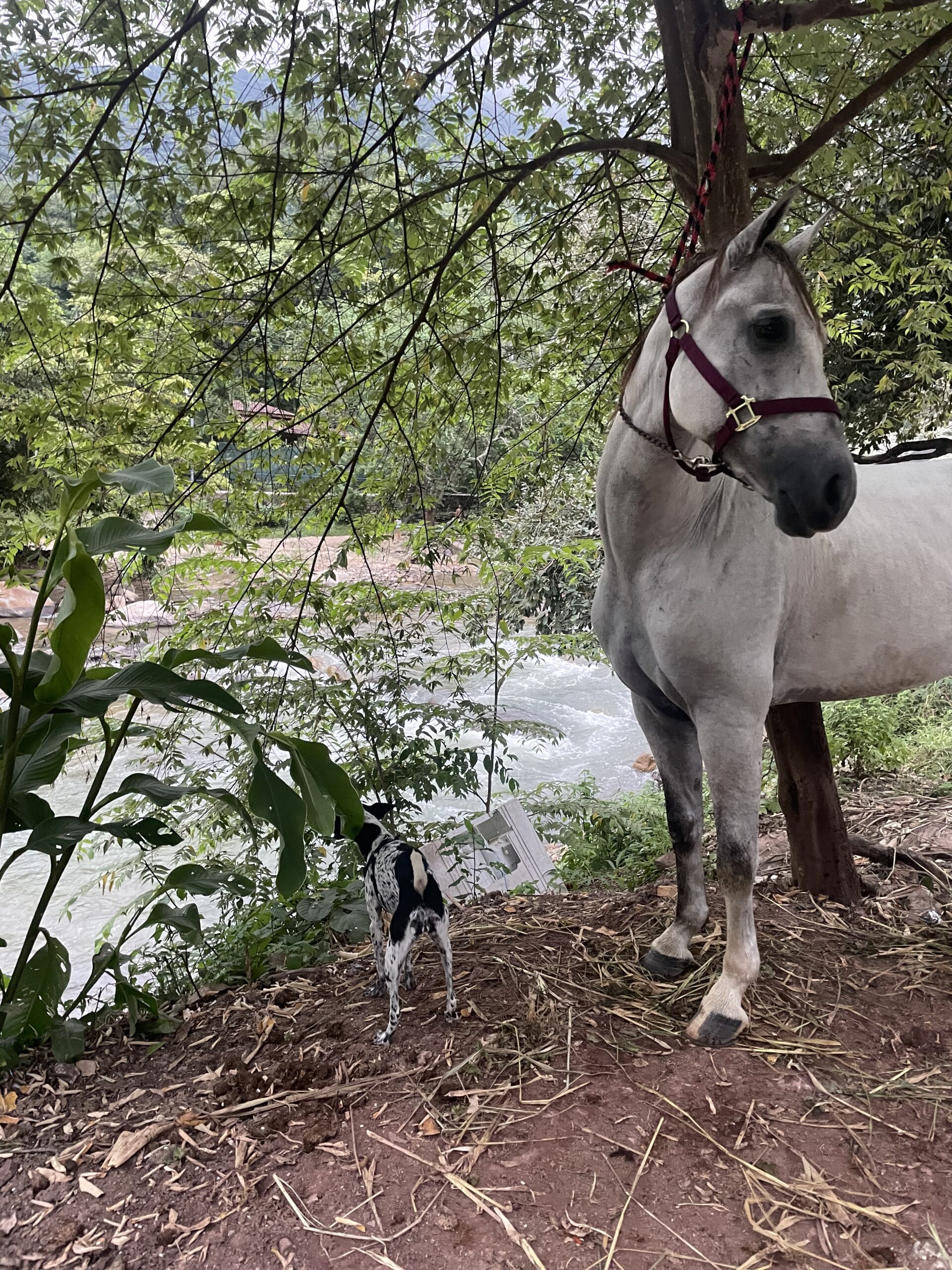 HOLA SOY ESTRELLITA DE LA TIERRA